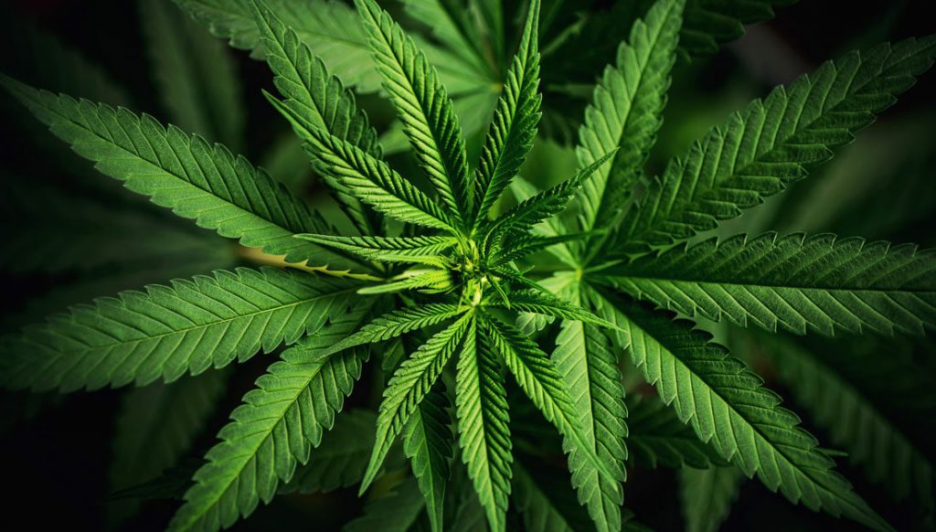 Marijuana light for women’s health