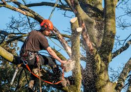 Tree Care and Maintenance – Tree Care and Maintenance | Professional Tree Health and Preservation Services