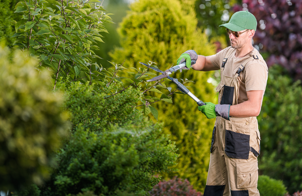 Tree Care and Maintenance – Tree Care and Maintenance | Professional Tree Health and Preservation Services