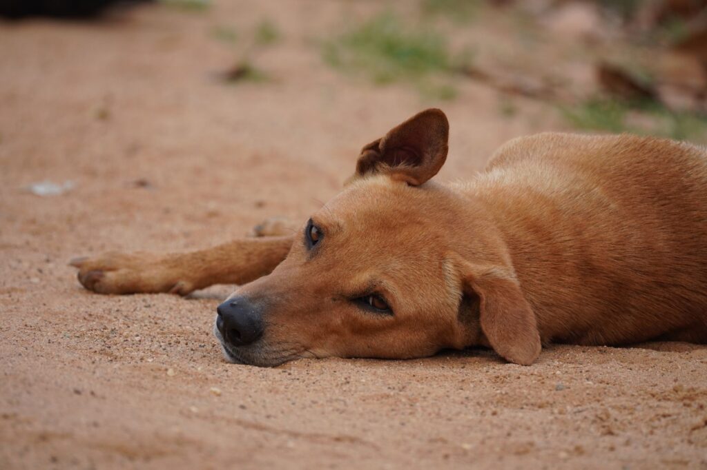 How CBD Interacts with a Dog’s Endocannabinoid System to Reduce Anxiety