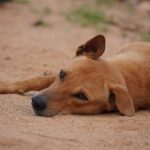 Calm golden retriever resting peacefully, representing anxiety relief through CBD treatment