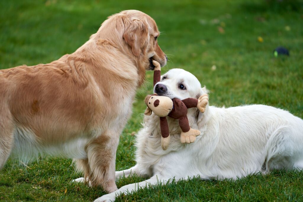 “How Moving Dog Toys Can Improve Your Dog’s Fitness and Reduce Boredom”